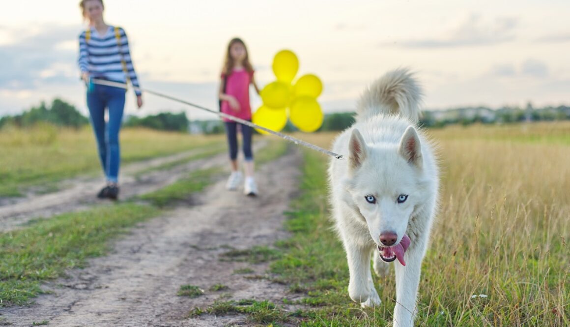 custodia animali domestici e separazione