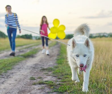 custodia animali domestici e separazione